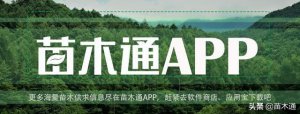 ​世界上四种最可怕的树（全球最奇特的三种树）