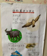 ​动物的尾巴有什么作用,各种动物的尾巴有什么作用