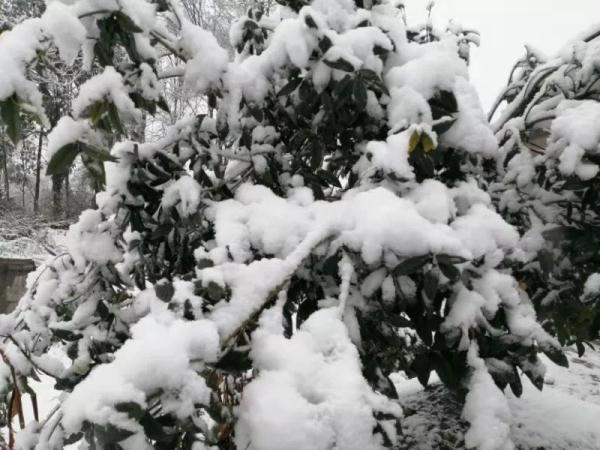 贵州大雪凝冻（贵州这场大雪70年难得一遇）(3)