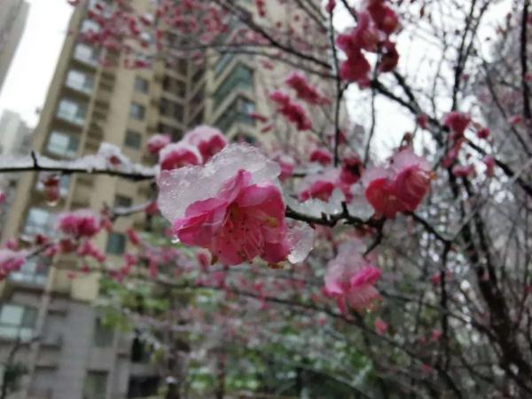 贵州大雪凝冻（贵州这场大雪70年难得一遇）(11)