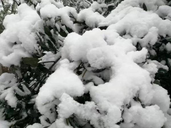 贵州大雪凝冻（贵州这场大雪70年难得一遇）(4)