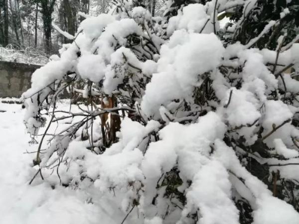 贵州大雪凝冻（贵州这场大雪70年难得一遇）(5)