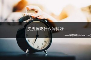 ​虎皮鱼吃什么饲料好(虎皮鱼喂食)