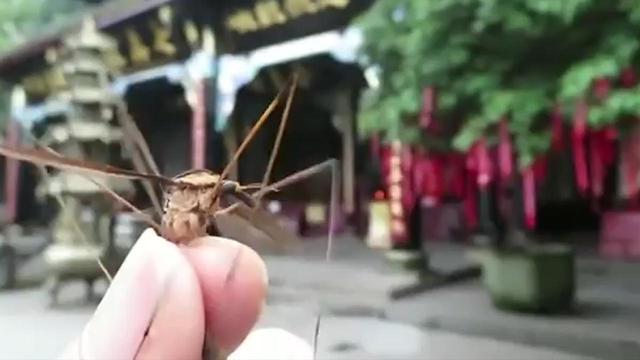 世界上最大的蚊子居然不咬人（体长最大的蚊子）(3)