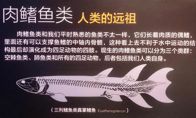 世界上美人鱼真有存在吗（人类的祖先是鱼）(1)