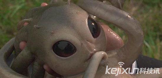 世界上最不可思议的四种外星生物（比外星人还神秘的奇异生物）