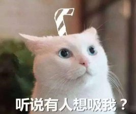 ​吸猫最正确的方法（现在吸猫一族越来越多）