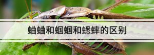 ​促织是蟋蟀还是蝈蝈,蝈蝈和蛐蛐的区别图片