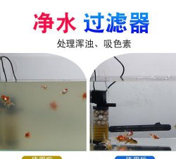 ​鱼缸中鱼屎的清理妙招,解决鱼缸鱼粪便的方法 如何消除鱼缸里鱼的粪便残留