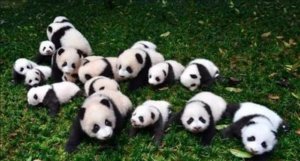 ​大熊猫吃肉吗，大熊猫生活在什么地方，爱吃什么，为什么被当做国宝？