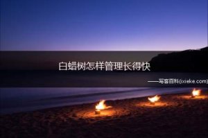 ​白蜡树怎样管理长得快，白蜡树的养护