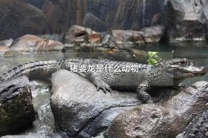 ​猪婆龙是什么动物(猪婆龙这种动物指的是扬子鳄)