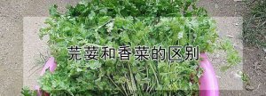 ​芫荽是香菜,芫荽和香菜的区别