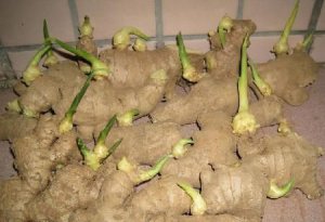​姜生牙子还能吃,生姜长芽子了还能吃吗