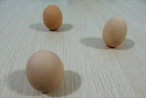 ​竖鸡蛋是生的还是熟的,端午节立鸡蛋是熟还是生