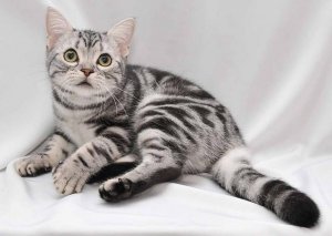 ​美国短毛猫有哪几种品种（美国短毛猫值得入手）