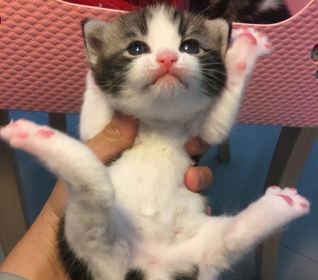 美国短毛猫有哪几种品种（美国短毛猫值得入手）(5)
