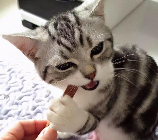 美国短毛猫有哪几种品种（美国短毛猫值得入手）(7)
