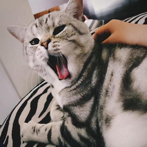 美国短毛猫有哪几种品种（美国短毛猫值得入手）(4)