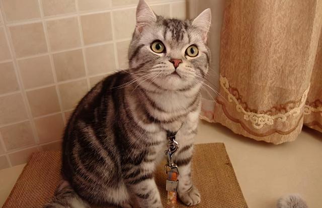 美国短毛猫有哪几种品种（美国短毛猫值得入手）(6)