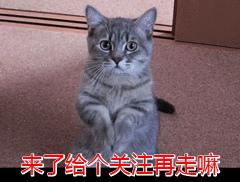 美国短毛猫有哪几种品种（美国短毛猫值得入手）(8)