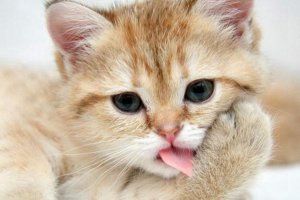 ​猫为什么会有踏奶的行动?猫咪踏奶表白了什么心情