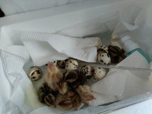 ​刚孵化出的小鹌鹑怎么养（家养鹌鹑繁殖掌握这三点）