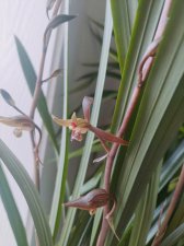 ​下山兰花应该怎么养（下山兰花按如下方法养殖）