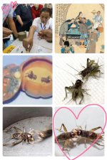 ​如何斗蟋蟀（斗蟋蟀方法）