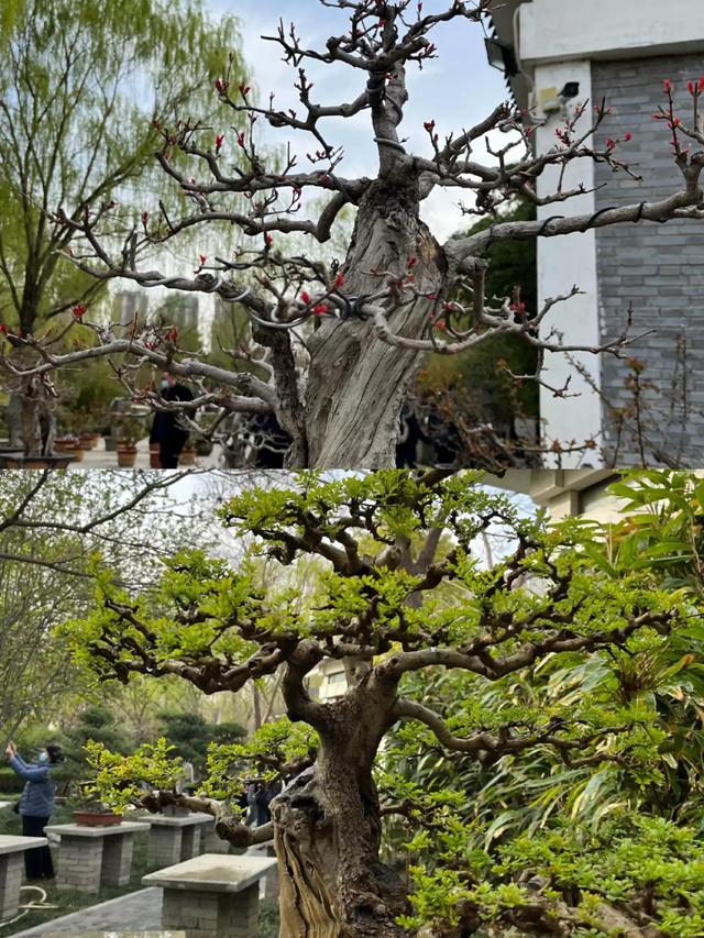 河南植物园旅游攻略（郑州植物园0门票休闲好去处）(5)