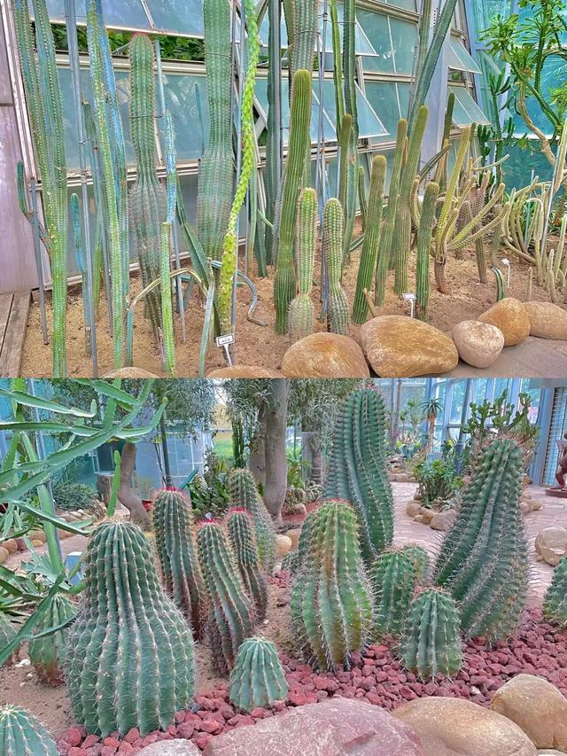 河南植物园旅游攻略（郑州植物园0门票休闲好去处）(4)