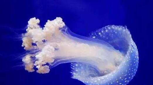 最恐惧的水母图片：世界上最丑恶和最漂亮的十大剧毒水母有哪些
