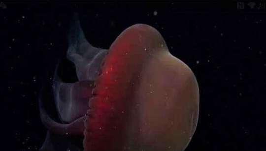 最恐惧的水母图片：世界上最丑恶和最漂亮的十大剧毒水母有哪些