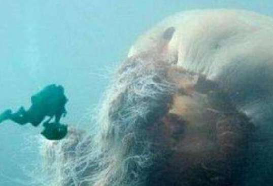 最恐惧的水母图片：世界上最丑恶和最漂亮的十大剧毒水母有哪些