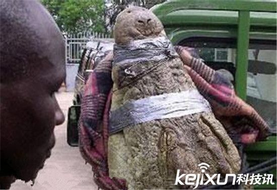实拍鳄鱼吃人实在事变残酷极端 震动世界!