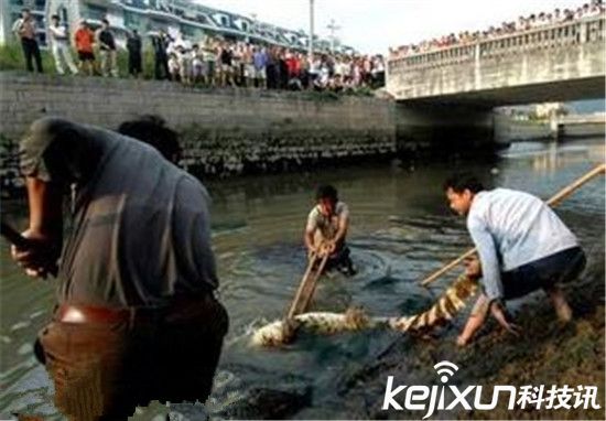 实拍鳄鱼吃人实在事变残酷极端 震动世界!