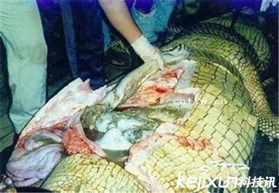 实拍鳄鱼吃人实在事变残酷极端 震动世界!