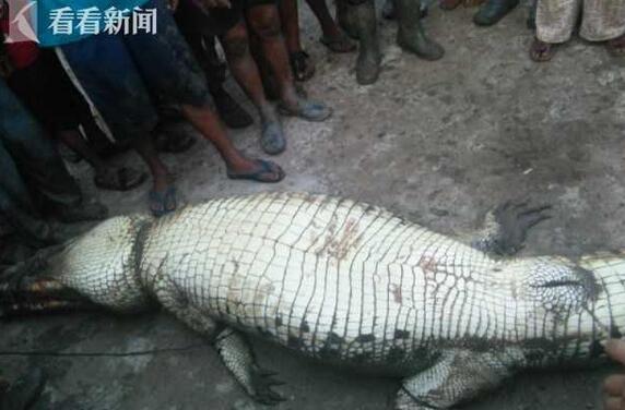 史上最惨动物吃人事变 十大动物吃人事变
