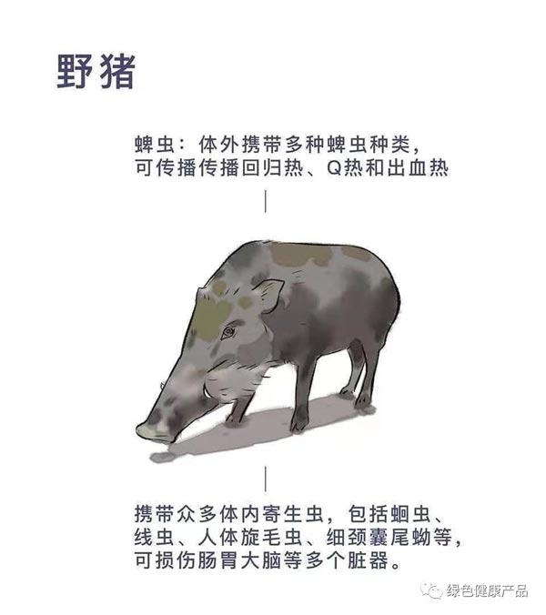 十大野灵巧物病毒排行榜：前十名野灵巧物携戴病毒排名