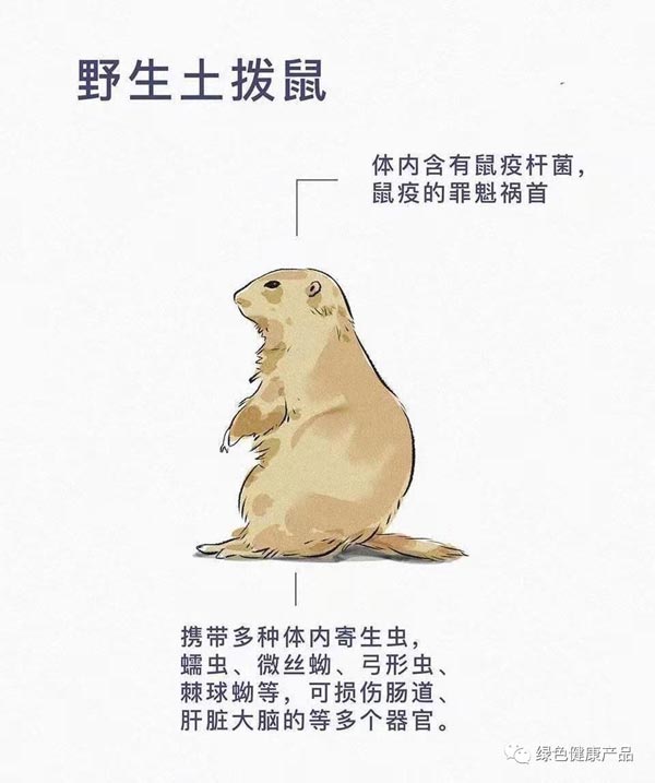 十大野灵巧物病毒排行榜：前十名野灵巧物携戴病毒排名