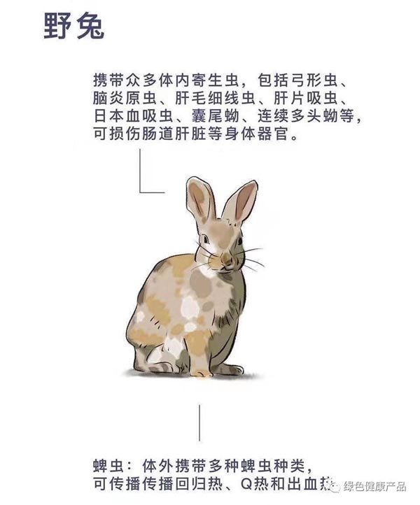 十大野灵巧物病毒排行榜：前十名野灵巧物携戴病毒排名