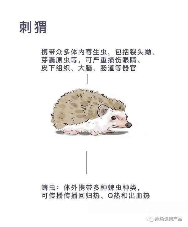 十大野灵巧物病毒排行榜：前十名野灵巧物携戴病毒排名