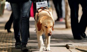 ​导盲犬是什么狗?本来我国主假如这2大导盲犬种