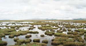 ​湿地又被称为世界之肾,湿地为什么被称为地球之肾?
