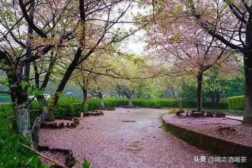 武汉大学四大王牌专业（武汉大学有哪些王牌专业）(2)