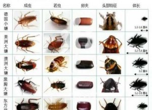 ​小蟑螂有卵吗,蟑螂有没有卵的