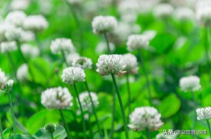 ​花非花白居易古诗意思（白居易《花非花》表达的感情解析）