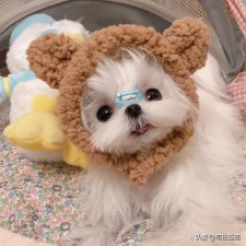 ​宠物电影有哪些比较好看的（好看的宠物电影有哪些）
