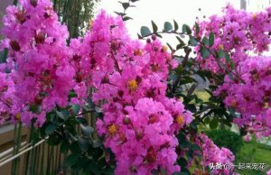 ​木本植物十大最好看好养的（木本花卉植物大全名称及图片）