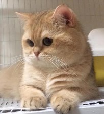 ​金渐层猫都有什么颜色（金渐层属于什么品种）